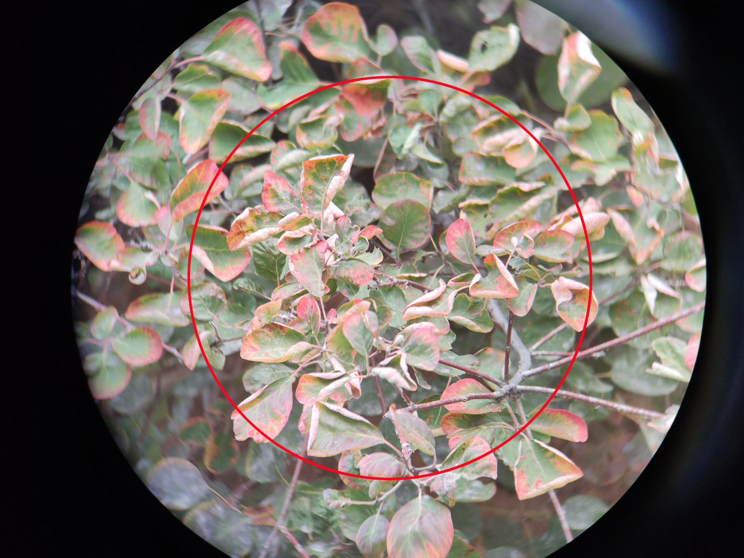 星特朗双筒望远镜830,星特朗830望远镜用法