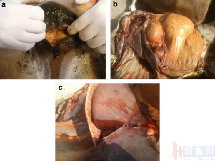 张廷青,张廷青简介