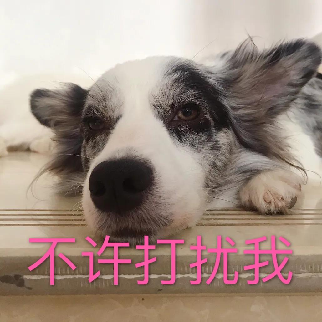 你想知道，如何正确对待狗狗发情期吗？