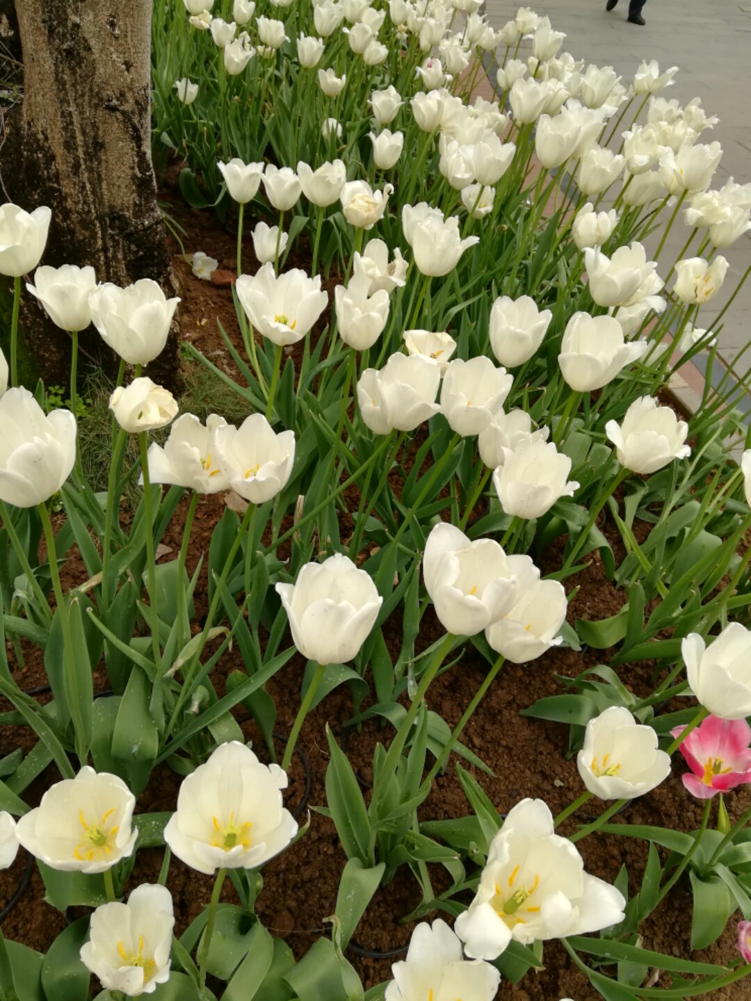 青秀山奇幻之旅,南宁2022奇妙之旅