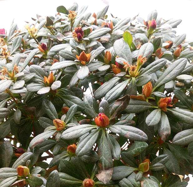 杜鹃花浇水的正确方法和注意事项,杜鹃花浇水方法及注意事项