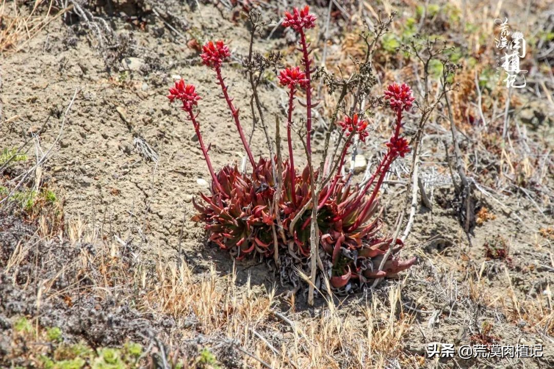美国加州海岸仙女杯偷盗,美国加州仙女杯产业