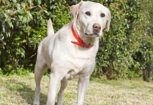 女人养拉布拉多犬好吗,拉布拉多犬怎么养最好