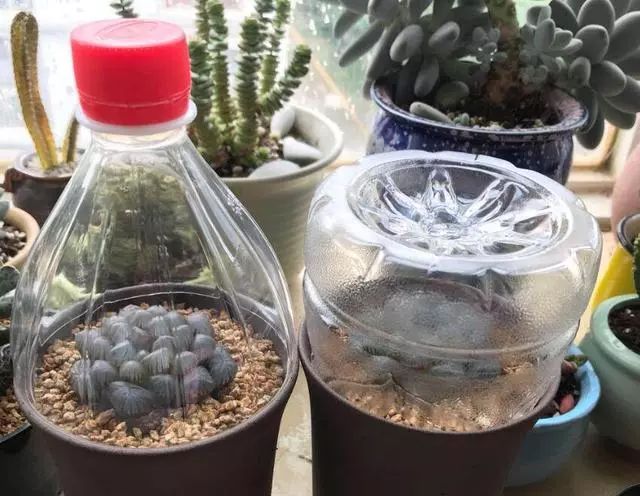 玉露闷养的方法和步骤,玉露闷养最佳温度