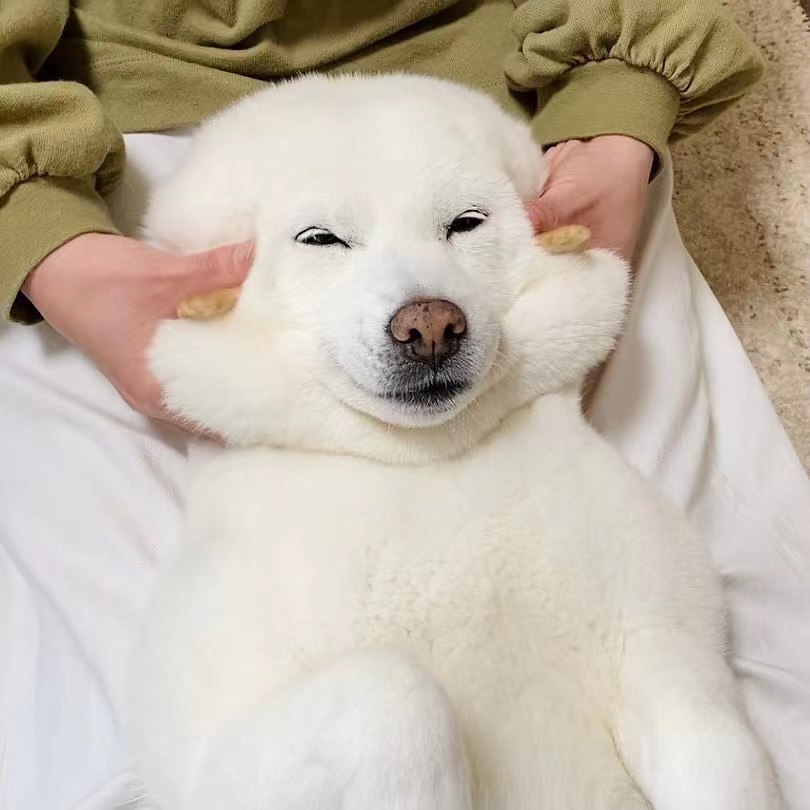 线上买柴犬靠谱的店,网上怎么买柴犬靠谱