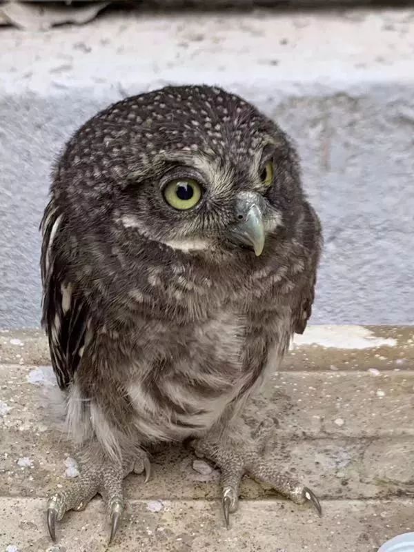 小鸟倒在地上怎么急救,小鸟受伤了怎么给自己治病