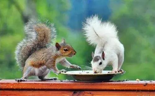 长沙松鼠园游玩攻略,端午长沙再成旅游热门目的地