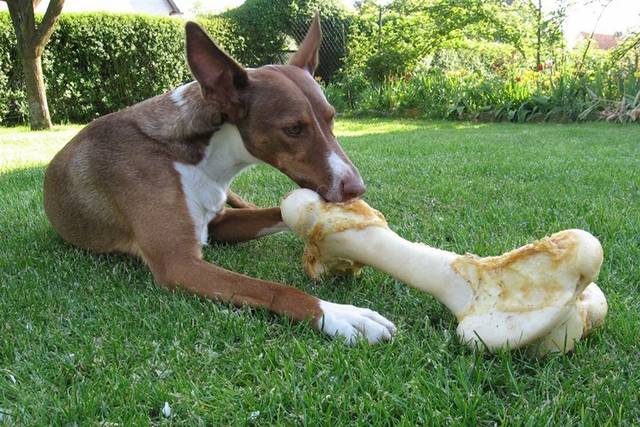 狗狗真的可以吃吗,吃骨头的狗狗