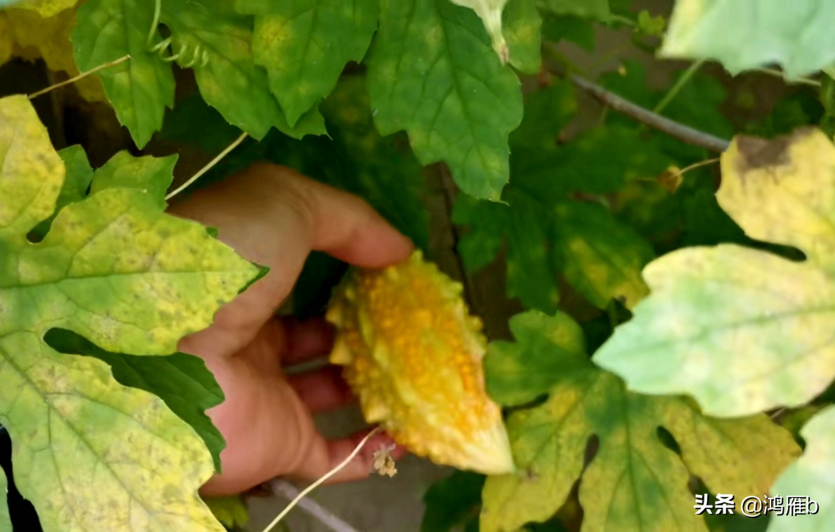 您认识这是什么,能叫出它的名字吗?