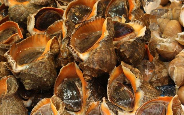 怎么选海螺最好吃,海螺性价比