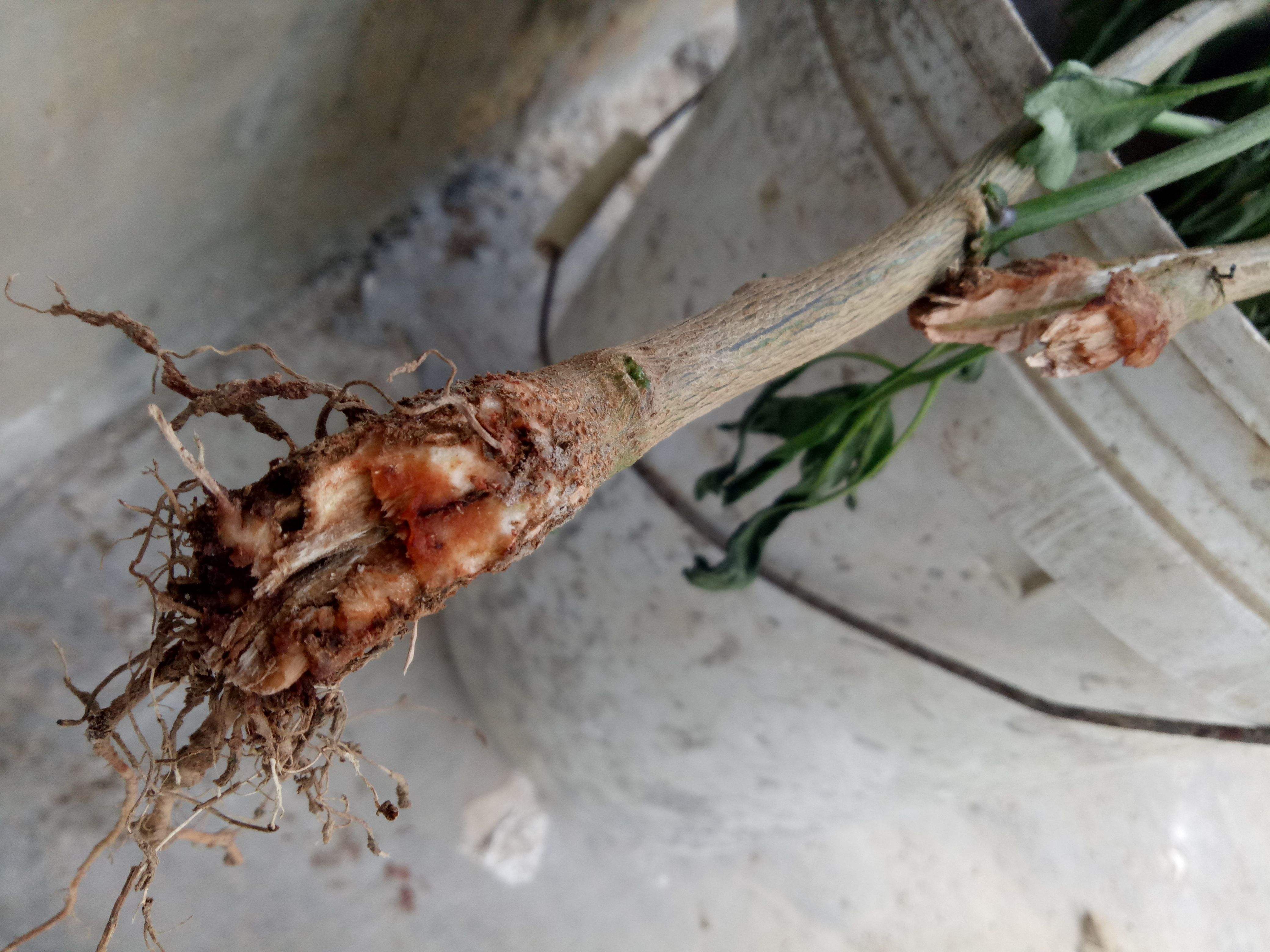 镰刀菌:土传病害的元凶，学会这一招，重茬，死苗不再怕！