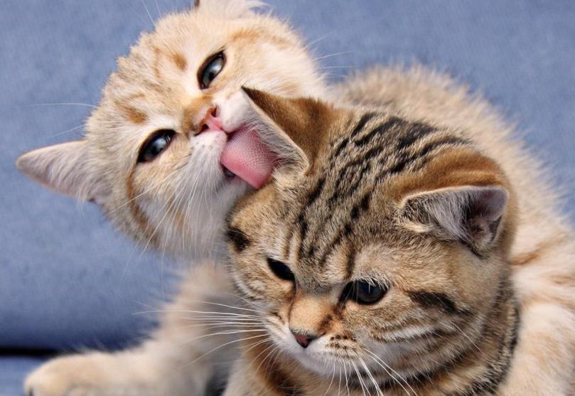 毛球堵塞是什么,怎么样帮助猫咪消化毛球