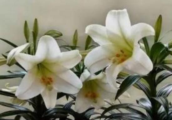 卧室放百合花有助于睡眠吗,百合花有毒吗能放鱼缸里吗