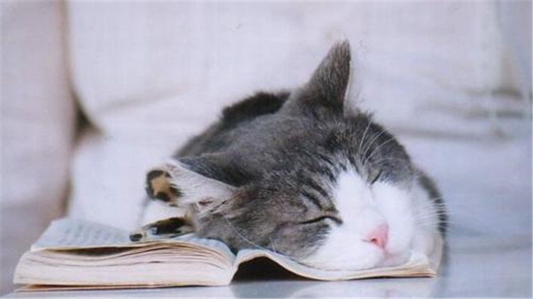 准备怀孕养猫的好处和坏处,家里养猫养狗的好处和坏处