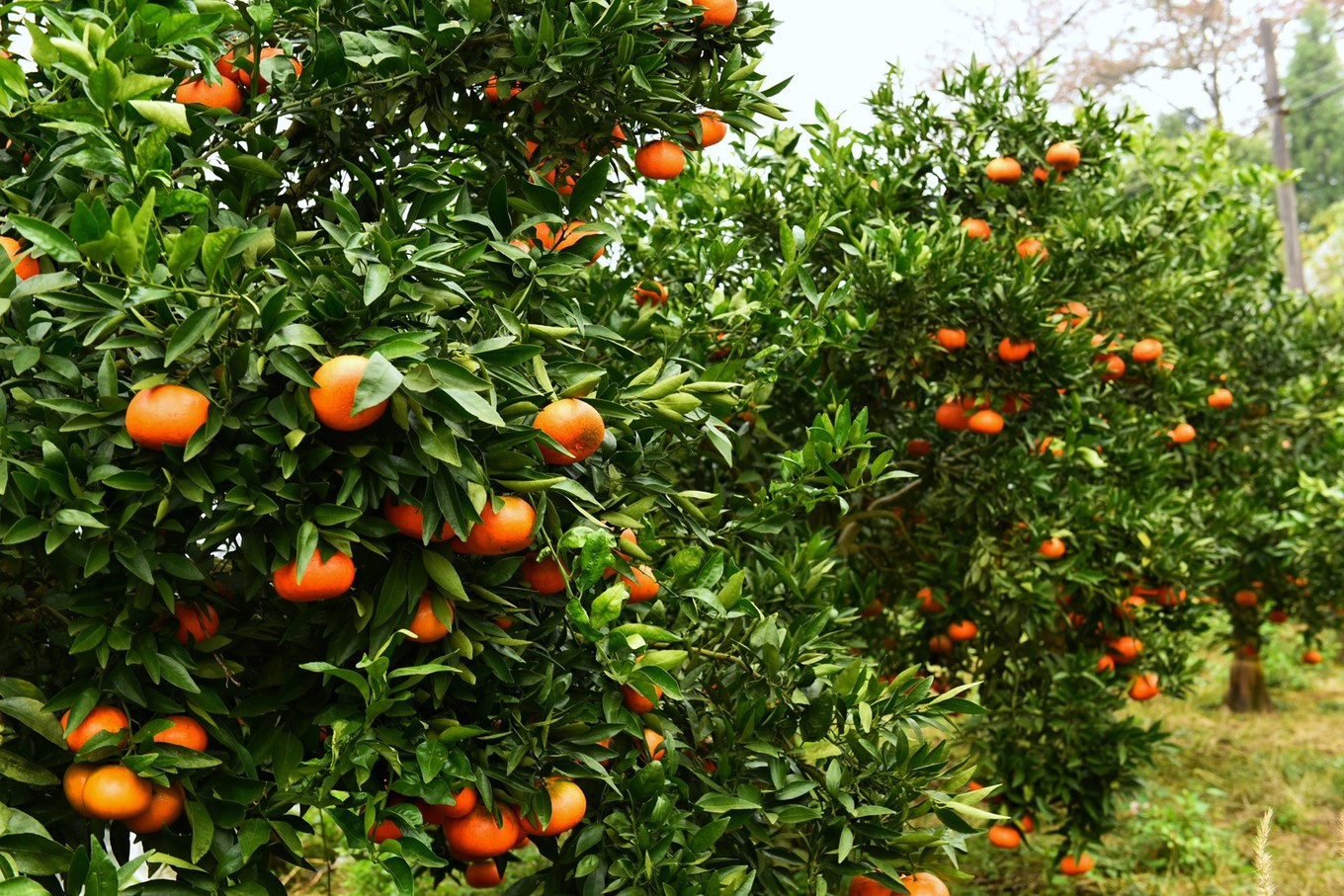 重庆市忠县柑橘园,柑橘之乡忠县