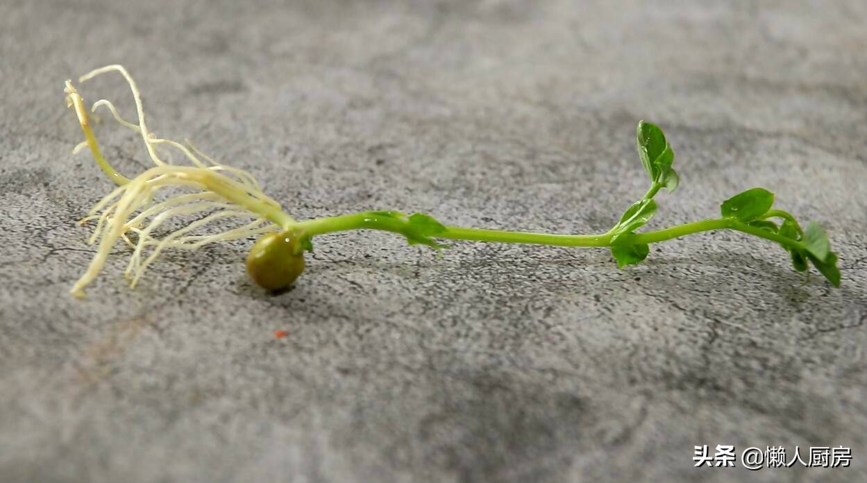 清炒豌豆苗最好吃的做法,豌豆苗做法简单又好吃