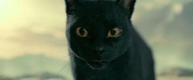 黑猫是不吉利的象征吗,黑猫代表着不祥可老人偏偏不信