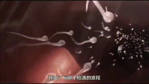 人类首次拍到卵细胞,精子和卵子结合为什么闪光