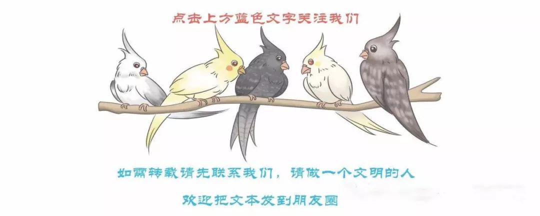 鹦鹉最易患上的疾病,鹦鹉喙部疾病