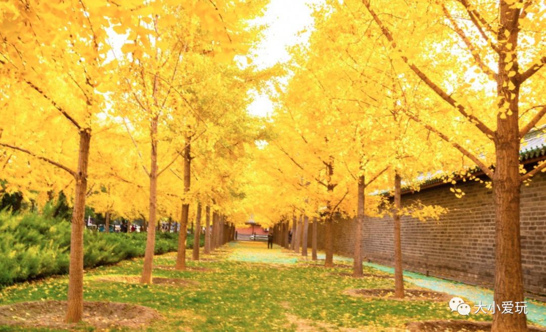 北京红螺寺银杏最佳观赏时间,北京赏银杏景区有哪些