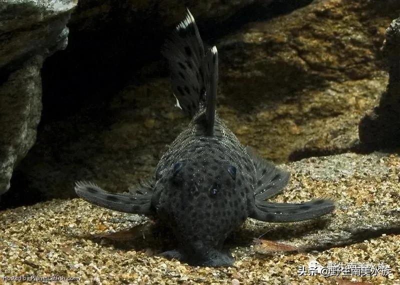 每天认识一种鱼的图片,老鼠斑异型鱼野生和人工区别