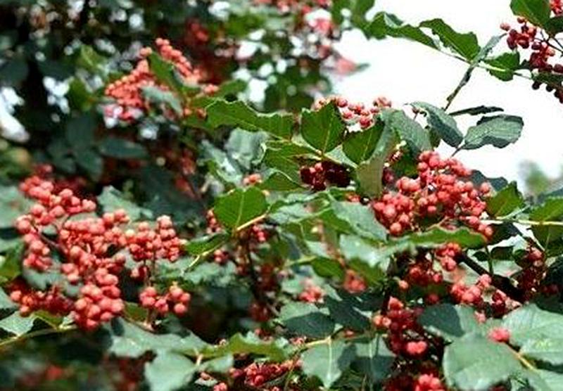 花椒种植的条件和技术,花椒种植靠的是科学技术管理