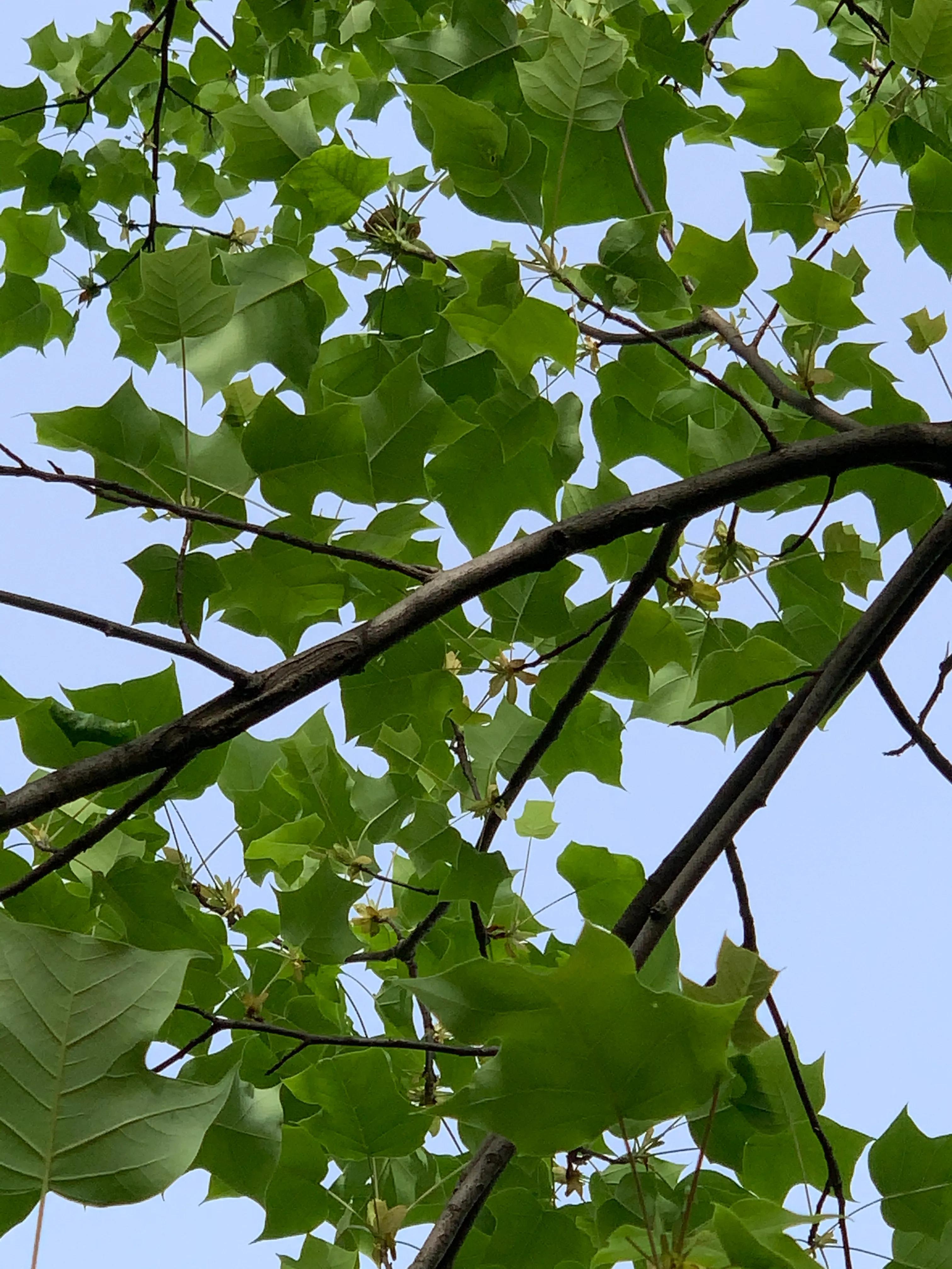 像鹅掌楸的树,小叶鹅掌楸大树