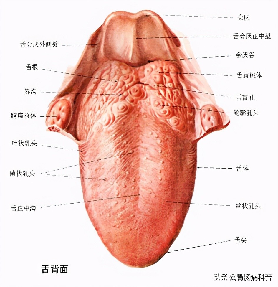 消化系统解剖生理教学,消化系统解剖图谱详解