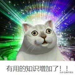 猫拉完屎还满屋疯跑？铲屎官：想当场自杀