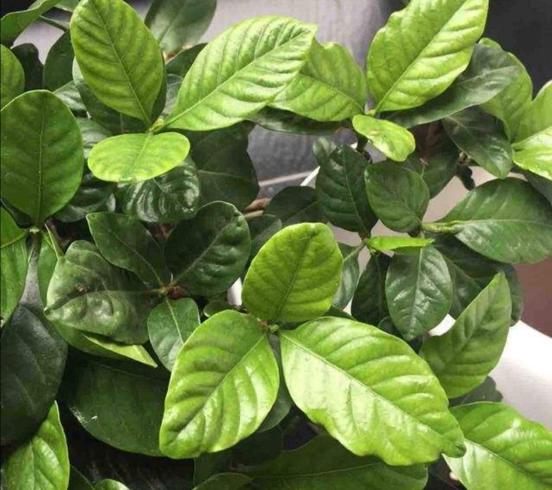 栀子花黄叶有什么管用的方法解决,栀子花黄叶怎么养护