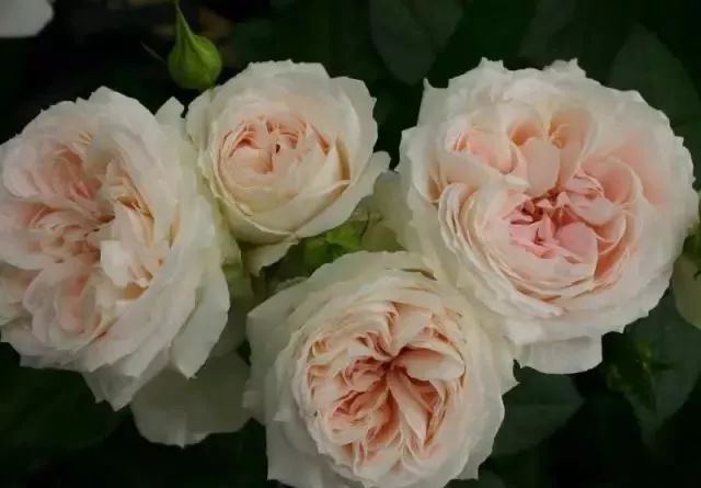 一万年一次的2020520；一起认识100种玫瑰~别送错啊