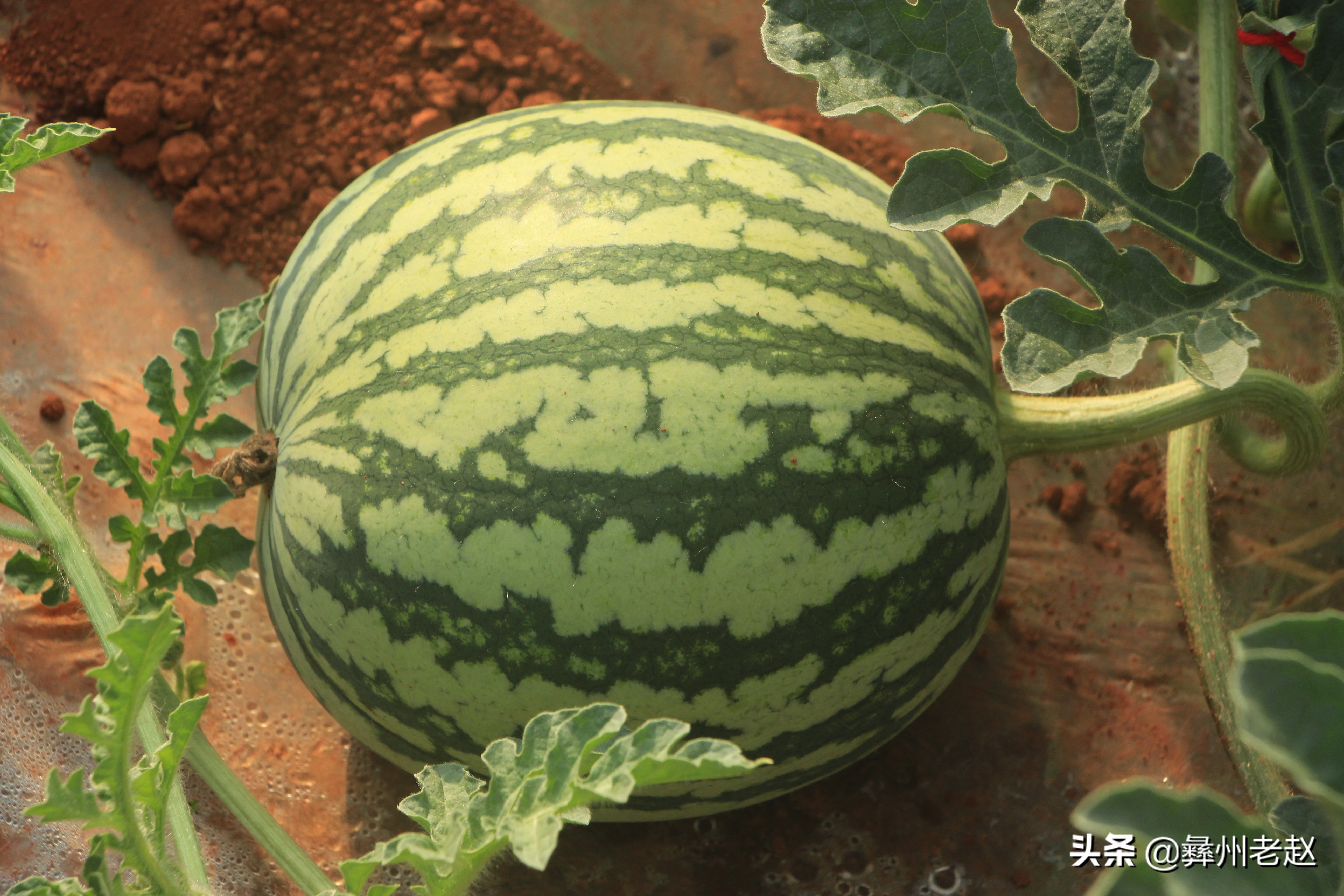 西瓜使用氯吡脲怎么配水,西瓜氯吡脲怎么授粉