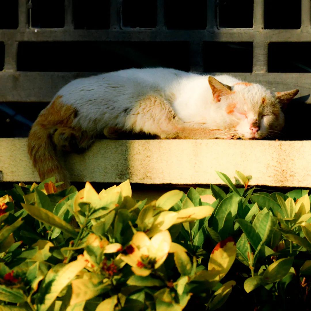 下沙区变成钱塘区了吗,上下沙来历