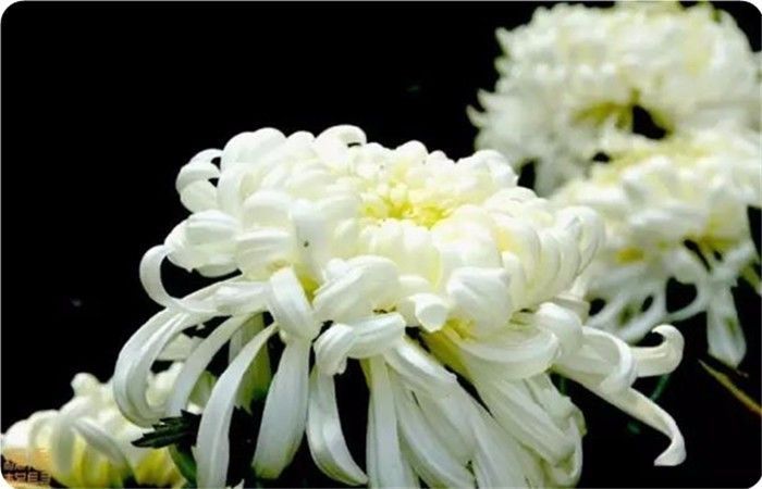 菊花100幅欣赏,菊花的十大绝美诗句