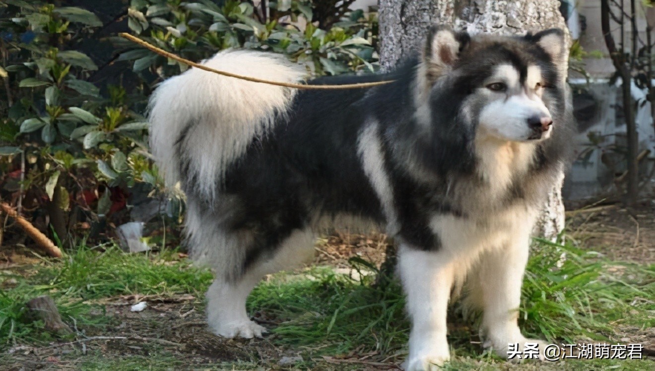 如果你想养狗理由是什么,如果你要养一只猫的话要必备什么