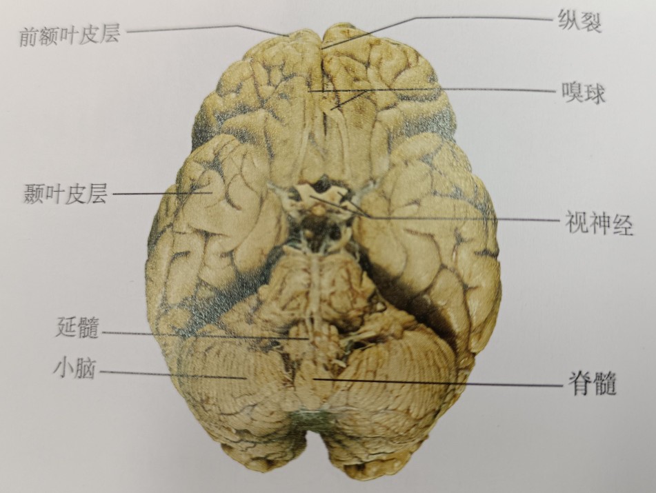 如何开发自己的右脑潜力,右脑人如何培养右脑