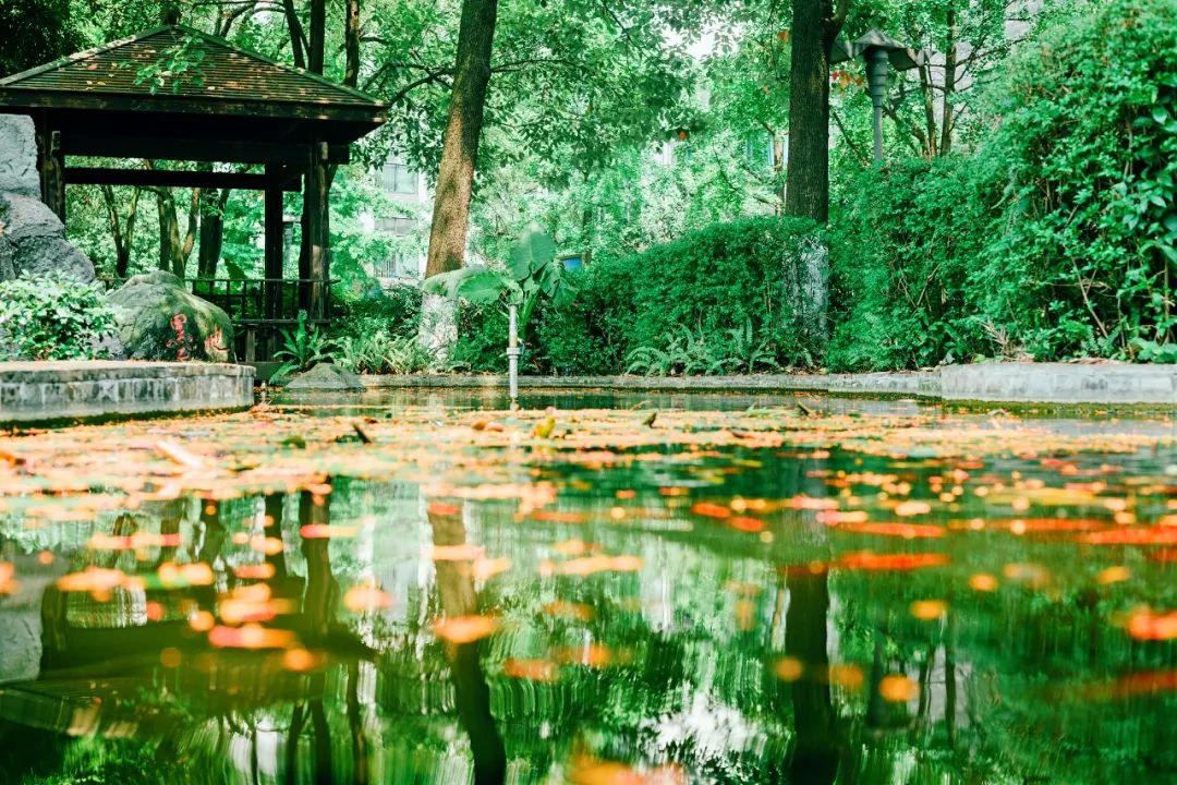 成都四七九初中有哪些,成都四七九中分别是哪些学校