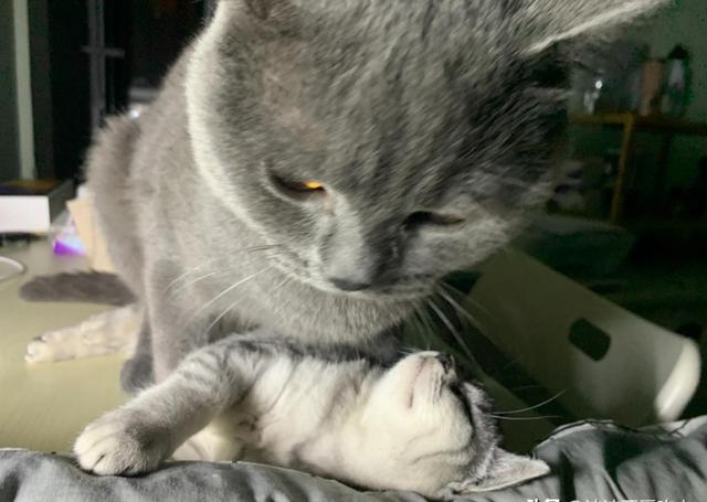 为什么要打完疫苗才能给宠物绝育,为什么这么多人都想给宠物做绝育