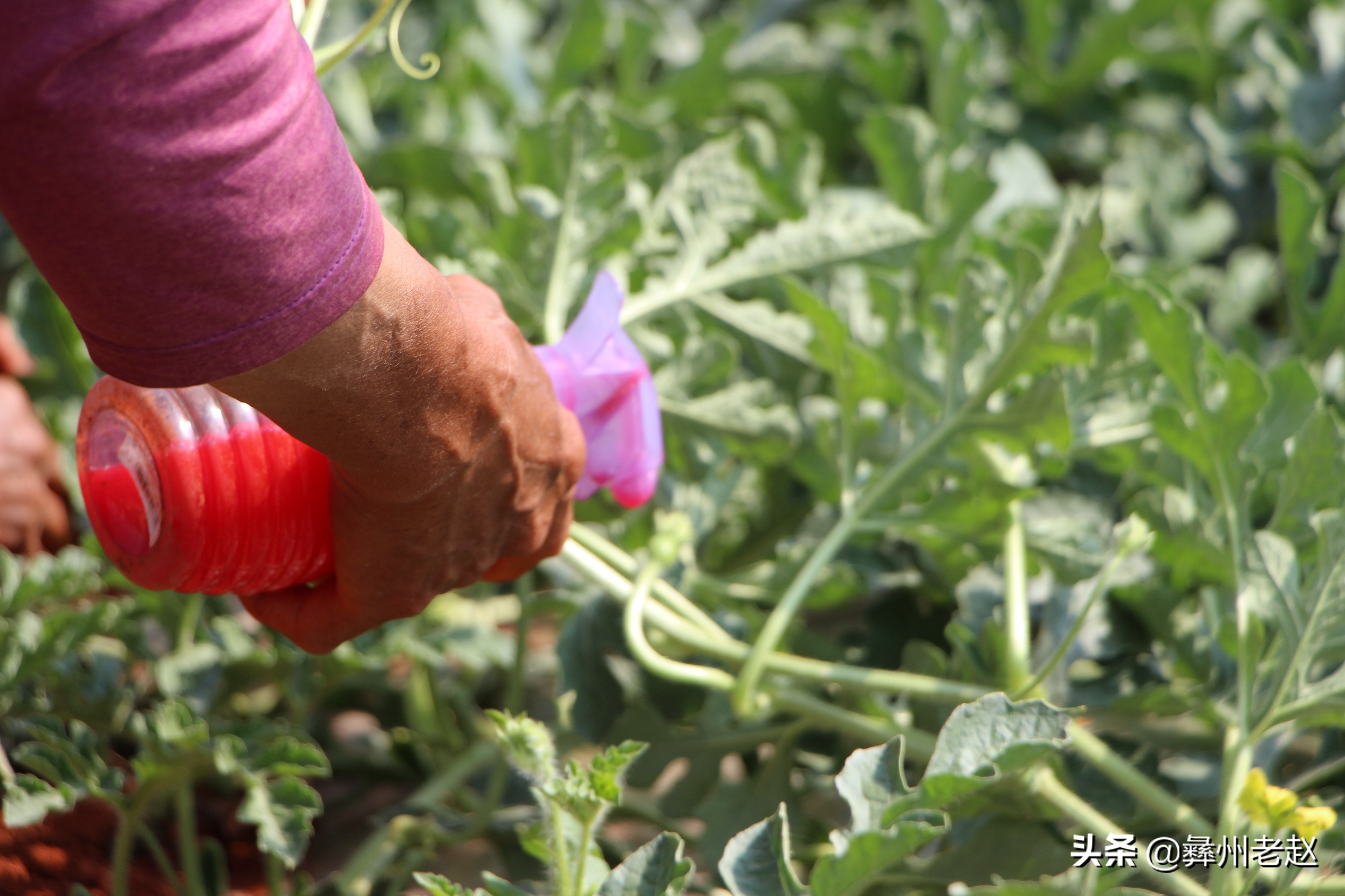 西瓜使用氯吡脲怎么配水,西瓜氯吡脲怎么授粉