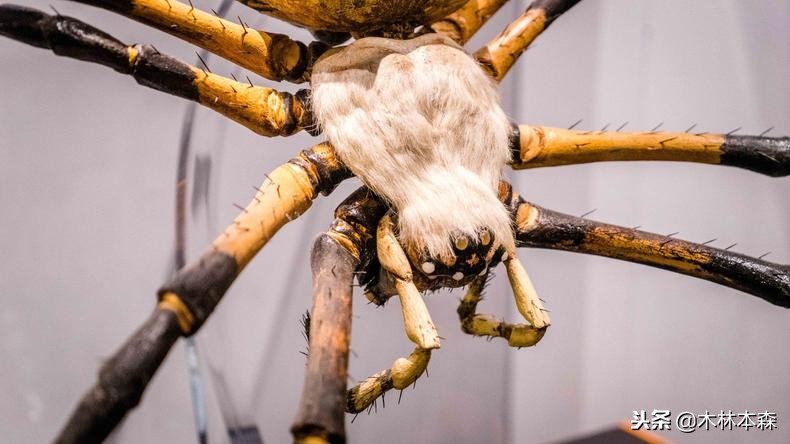 加拿大多伦多生活日记,加拿大多伦多留学生活纪实