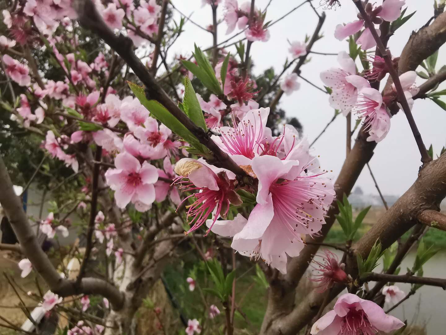 病毒席卷了我们的家园,病毒席卷了世界的每一个角落