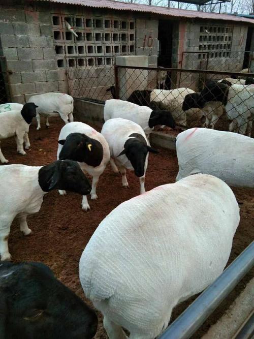 海南养羊赚钱吗,内蒙养羊赚钱吗