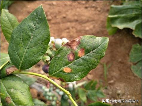 蓝莓叶片边缘焦枯是什么病害,蓝莓在高温下有哪些病害