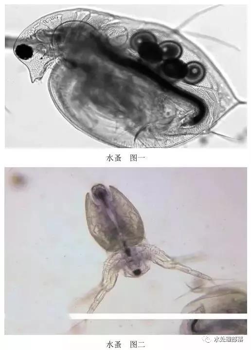 高清丨污水处理微生物图谱