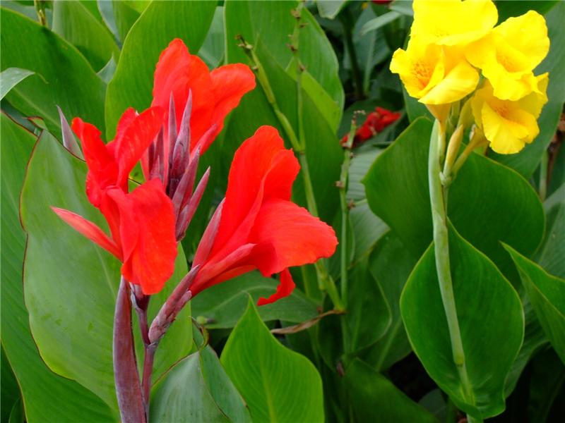 绿化带常见植物名称及图片,100种绿化带或路边常见的花草