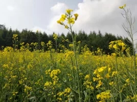 每个人记忆中的姥姥,你们记忆中的姥姥是什么样的