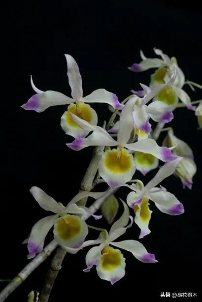 条状石斛和钉状石斛的区别,翅梗石斛与黑毛石斛的区别