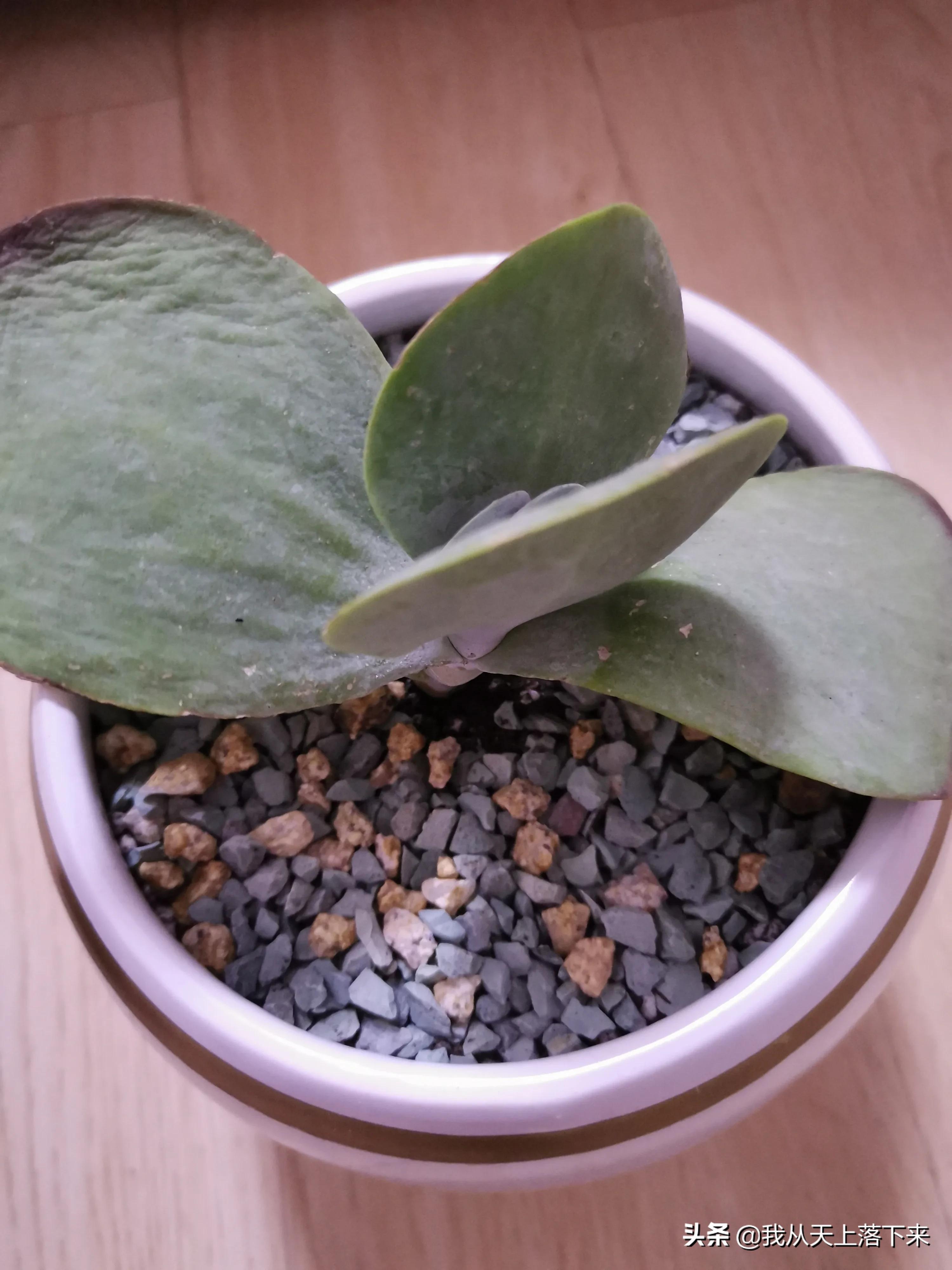 89种常见多肉植物品种图，实物拍摄，还不认识的小伙伴赶紧收藏好