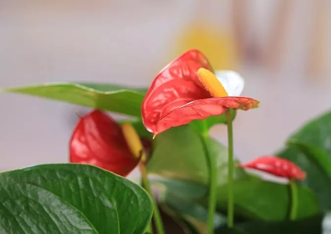 过年家里必摆的九道菜,过年家里摆的喜庆的物件