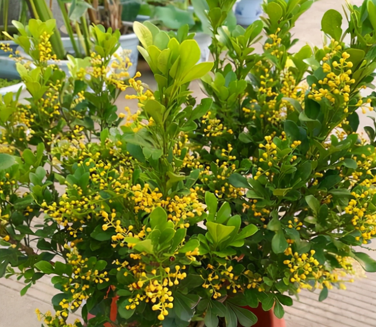 室内最好养的香水花有哪些,四季开适合客厅养的好香水花